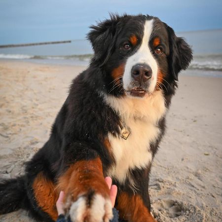 Dogs Welcome! Domek Na Zacisznej 博格泽利卡 外观 照片