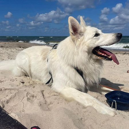 Dogs Welcome! Domek Na Zacisznej 博格泽利卡 外观 照片