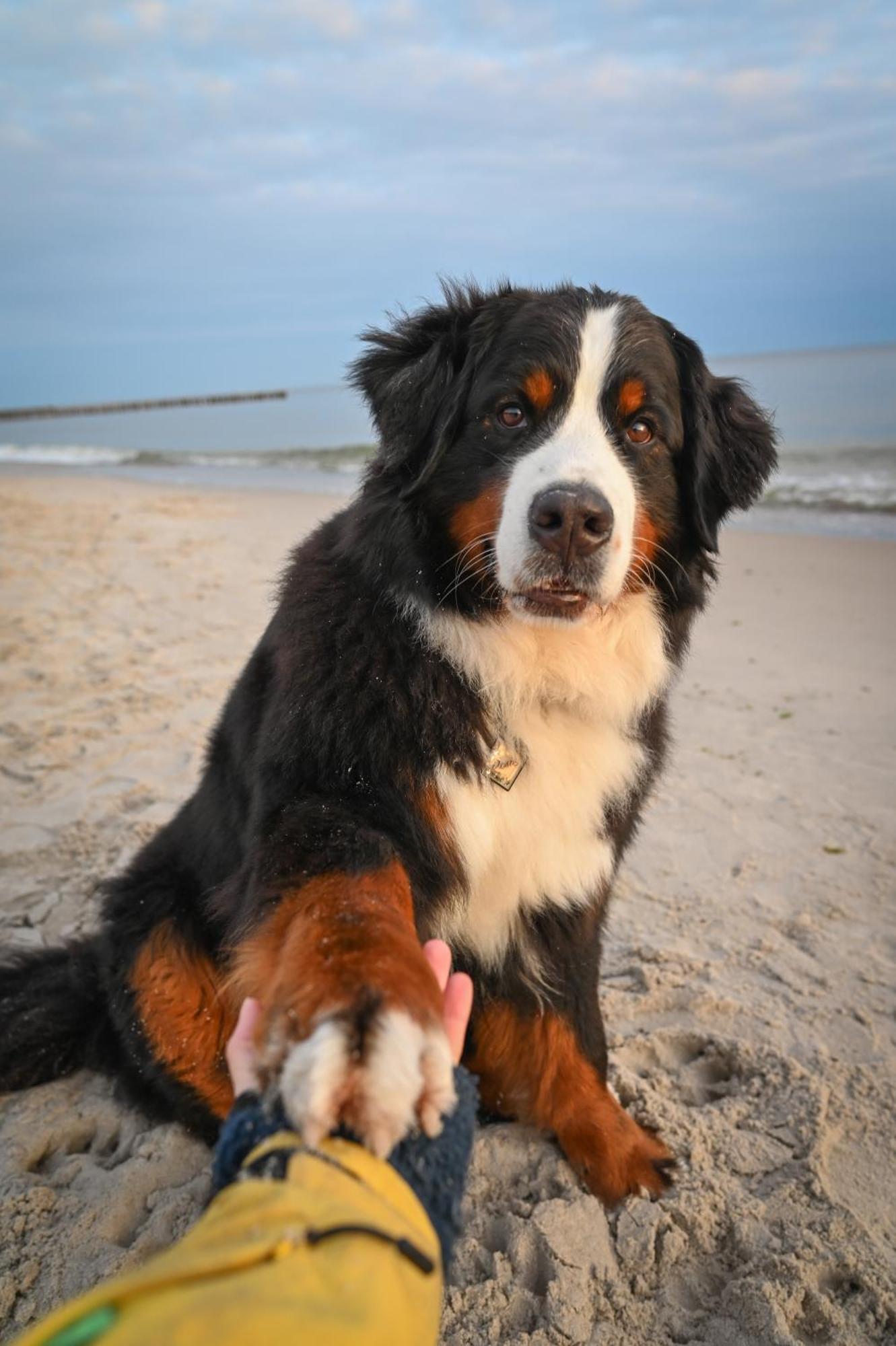 Dogs Welcome! Domek Na Zacisznej 博格泽利卡 外观 照片