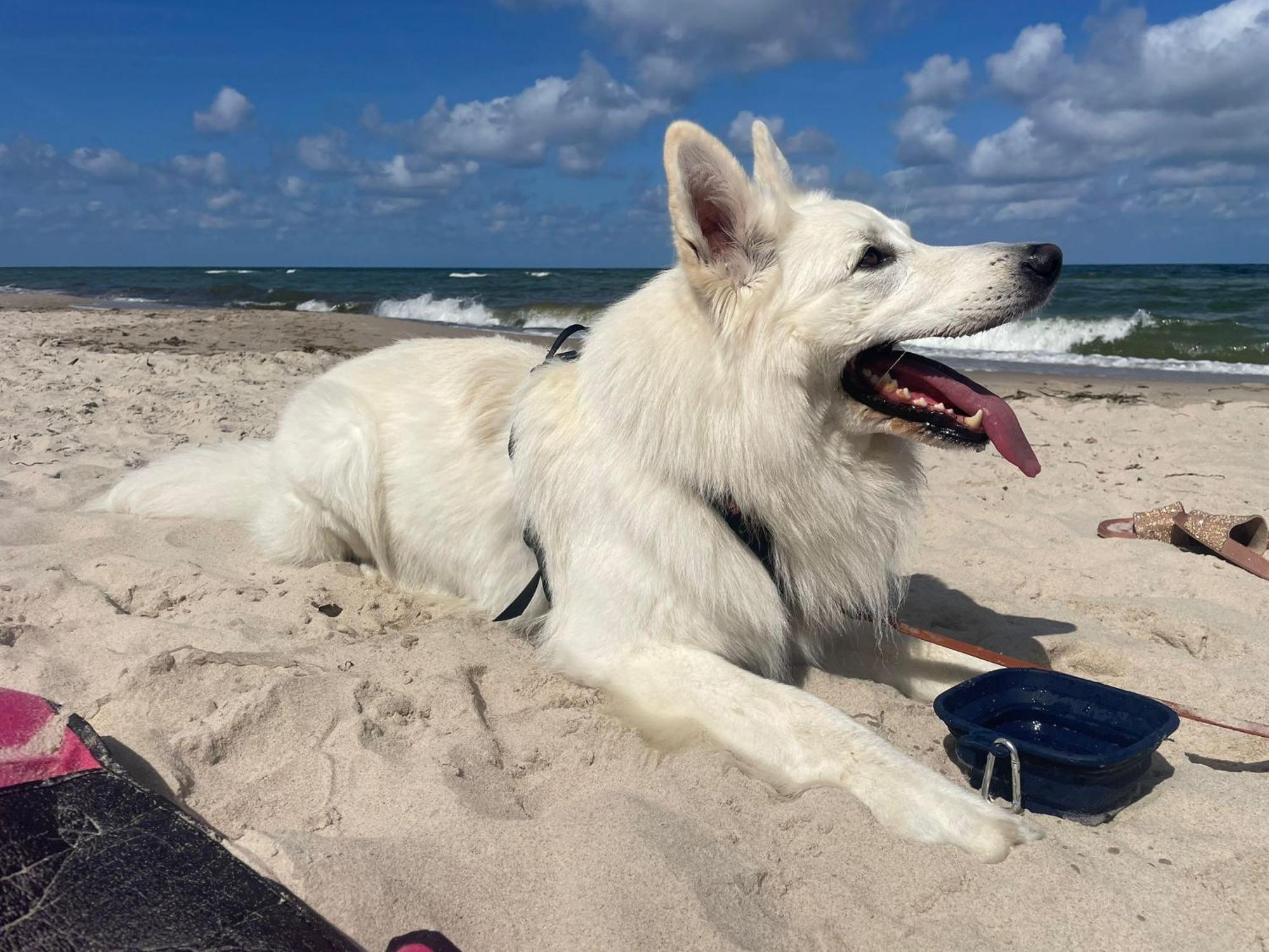 Dogs Welcome! Domek Na Zacisznej 博格泽利卡 外观 照片